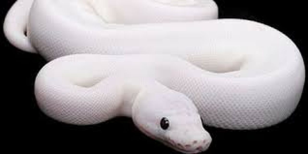 Сон белая змея к чему снится